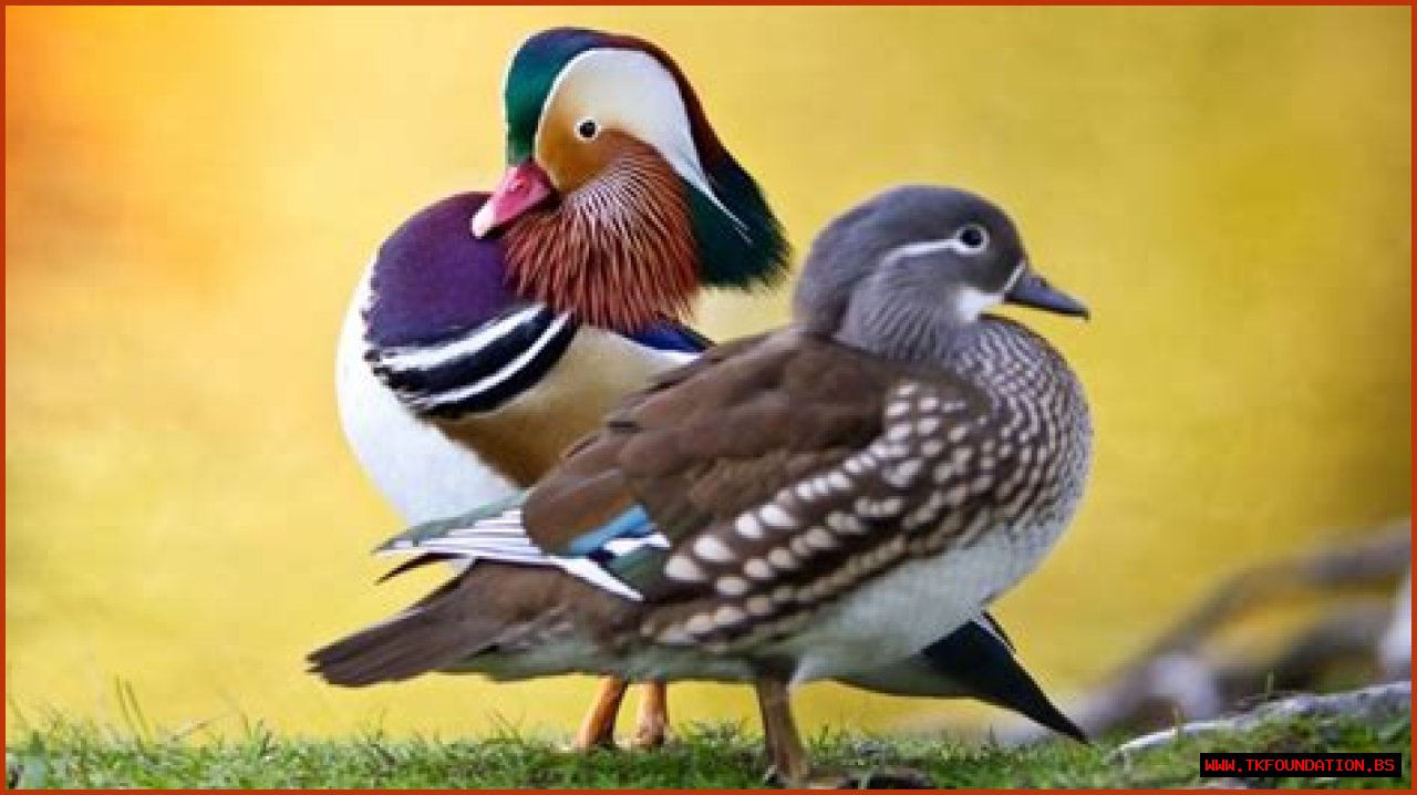 How does a duck change its sex?